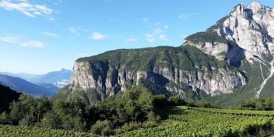 Bergweinlagen in Südtirol